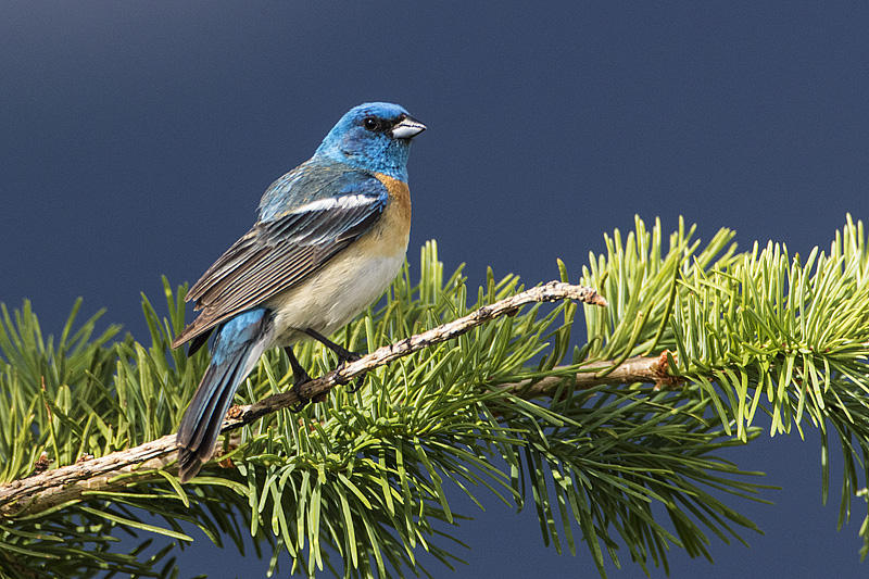 lazuli bunting 062616_MG_3982 