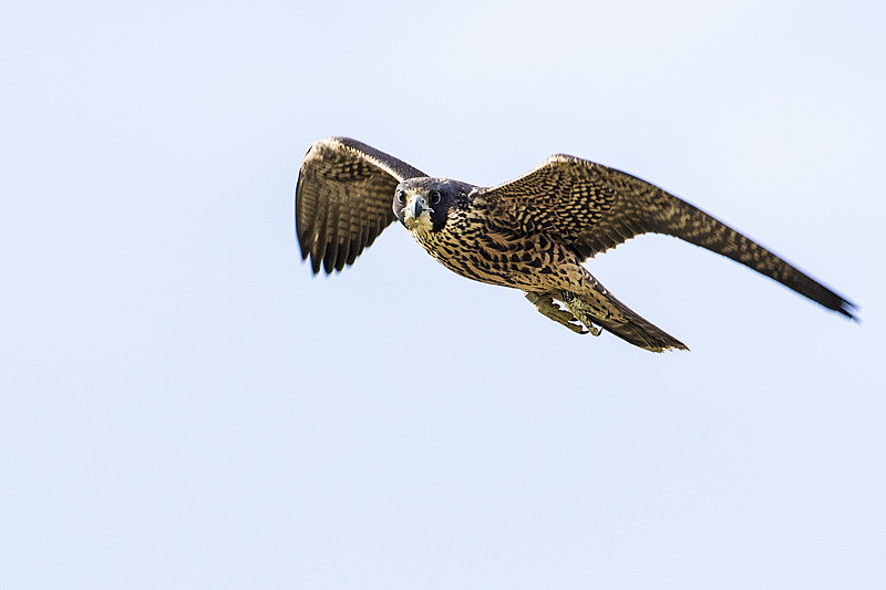 peregrine falcon 082016_MG_4134 