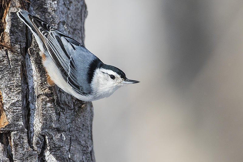 white-breasted nuthatch 012917_MG_9692 