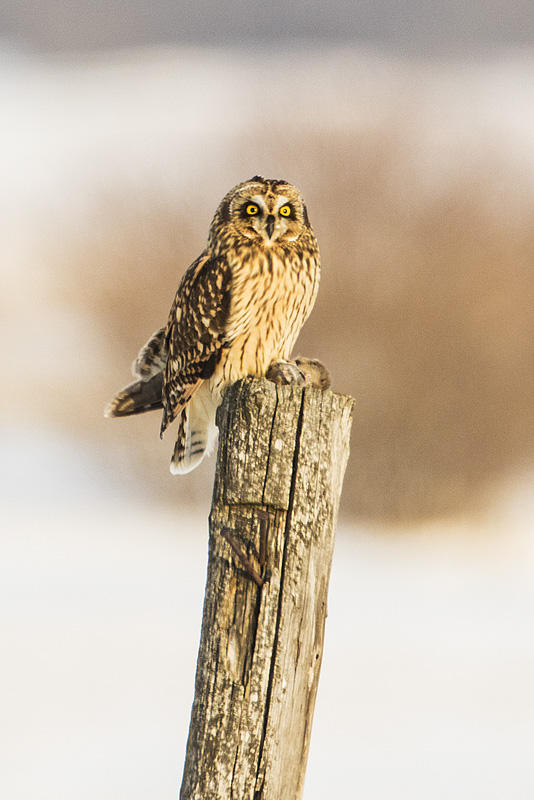 short-eared owl 020217_MG_1170 