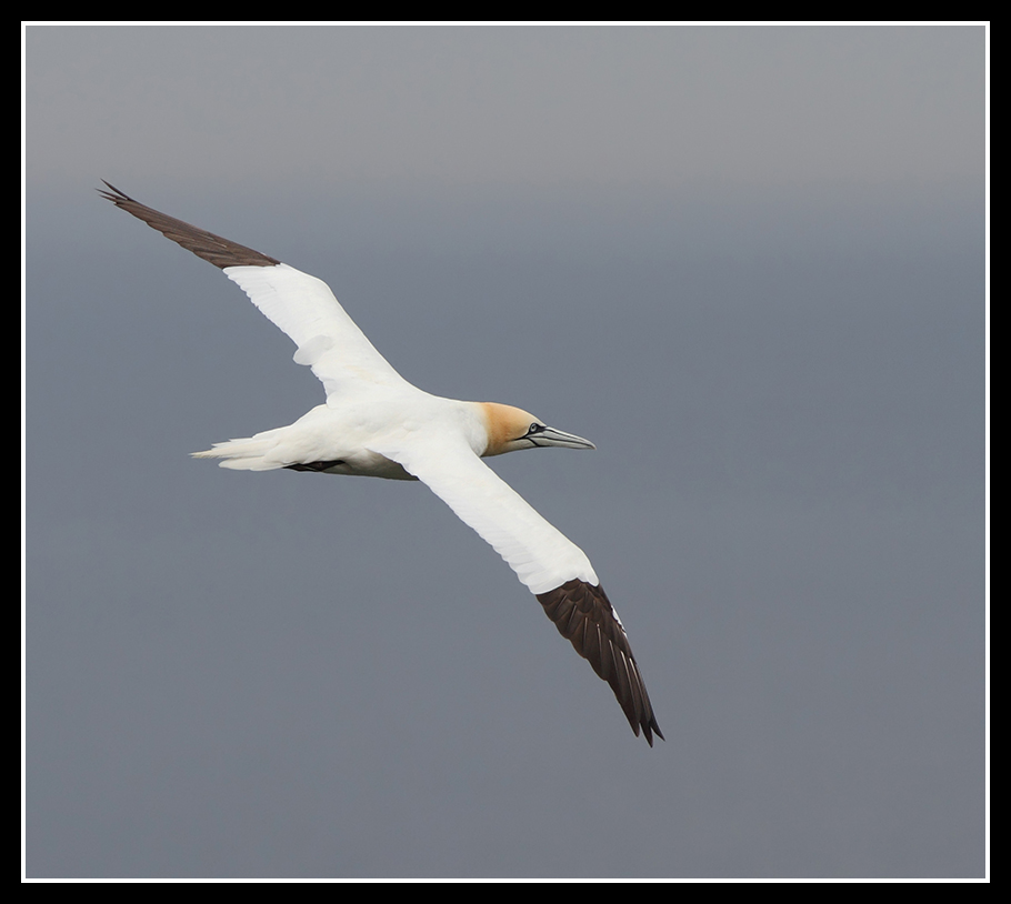 Soaring