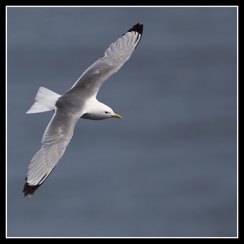Kittiwake 