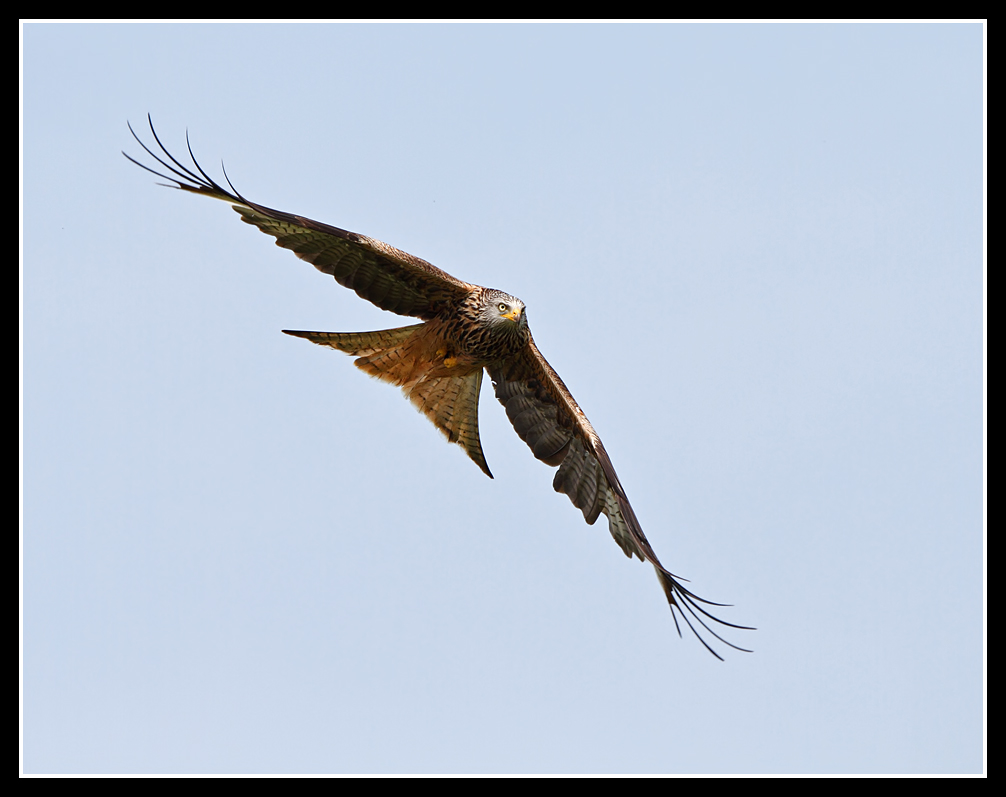 Red Kite 