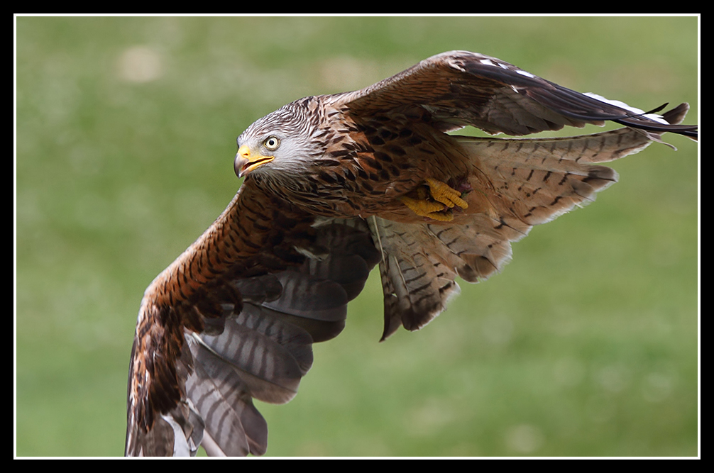 In flight close up