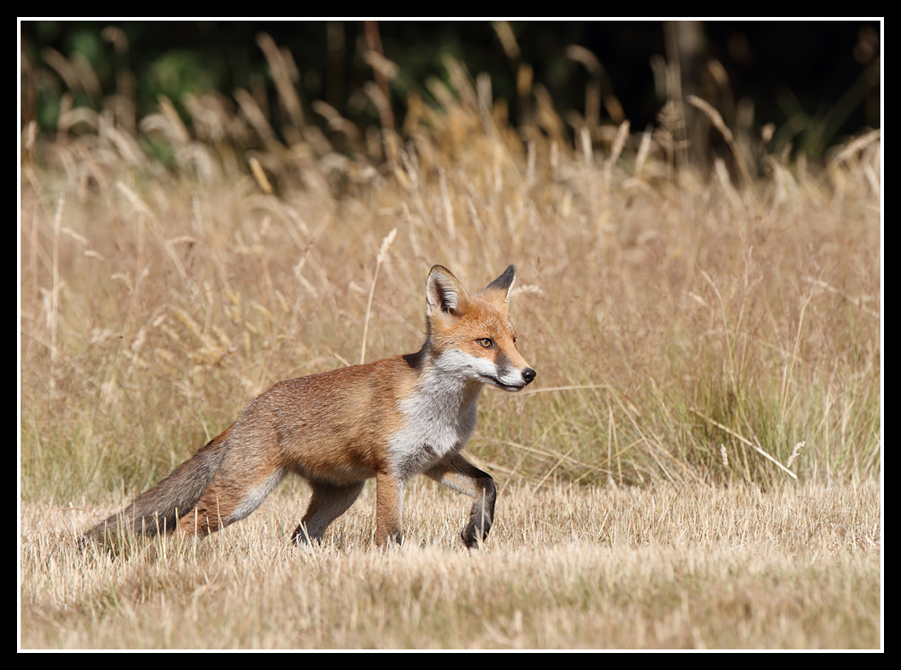 Best foot forward