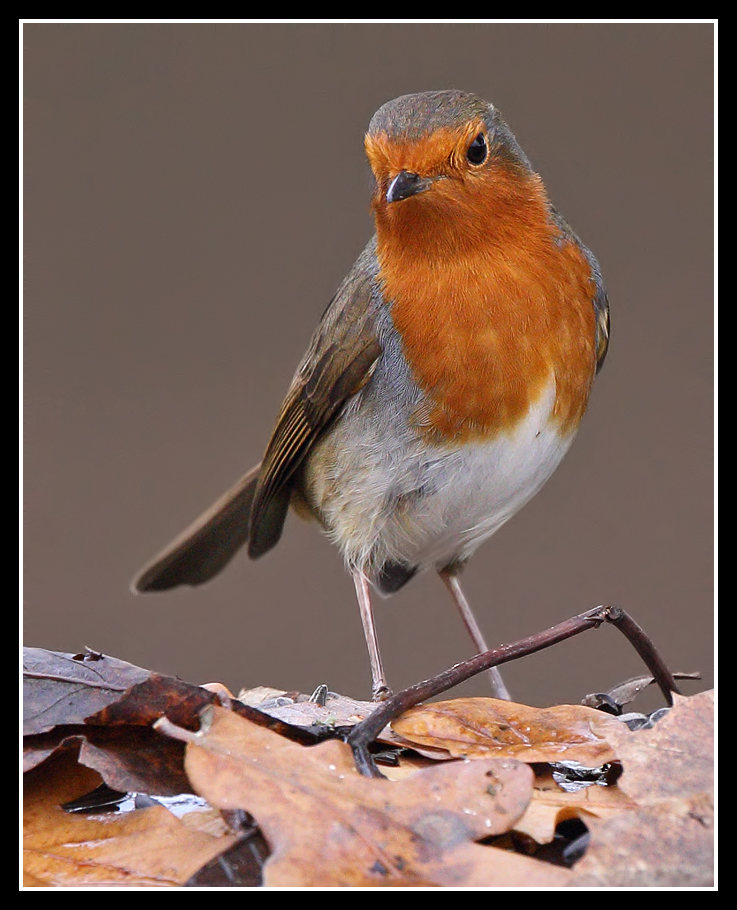 Robin 