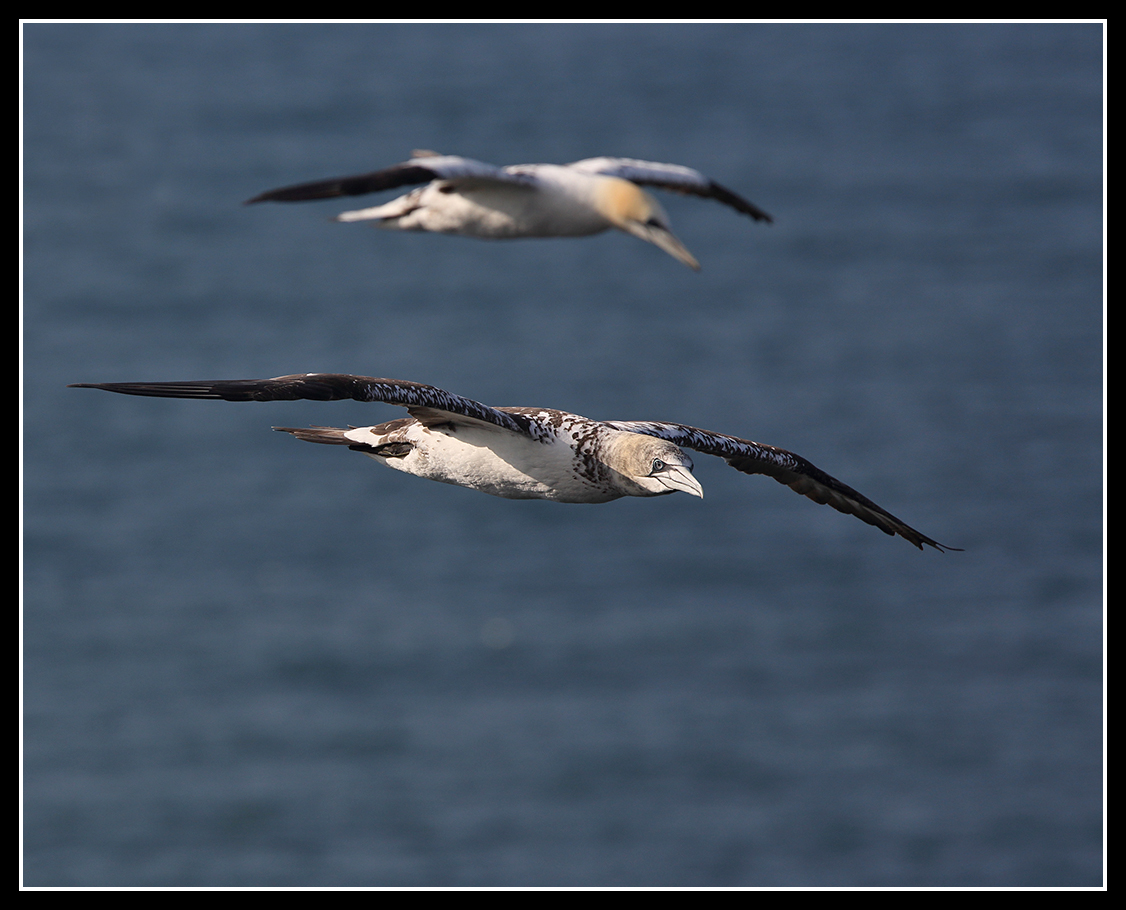 Youngster and adult soaring