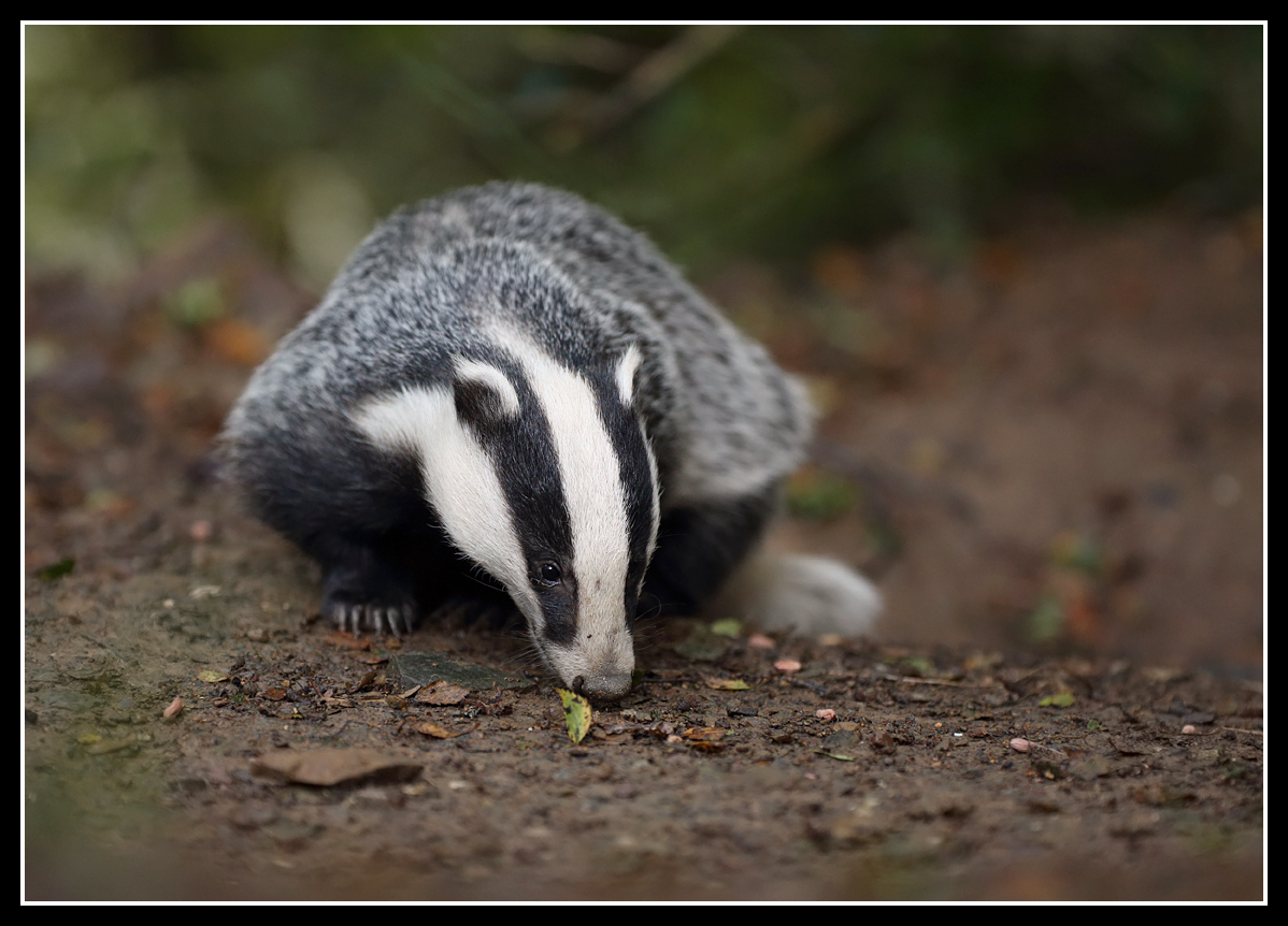 Emerging from the sett