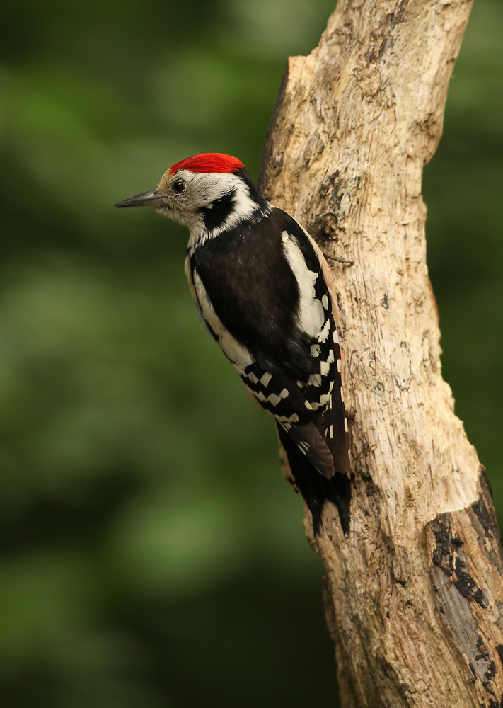 Middelste Bonte Specht - Middle Spotted Woodpecker