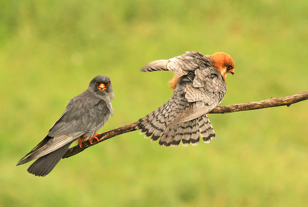 Roodpootvalk - Red-footed Falcon