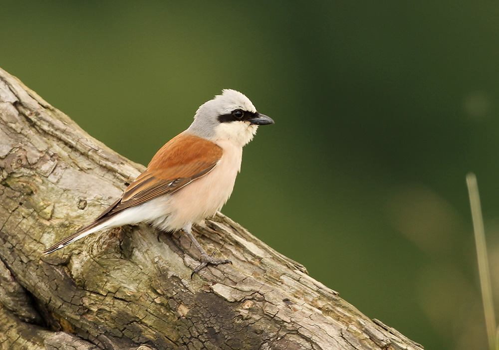 Grauwe Klauwier - Red-backed Shrike