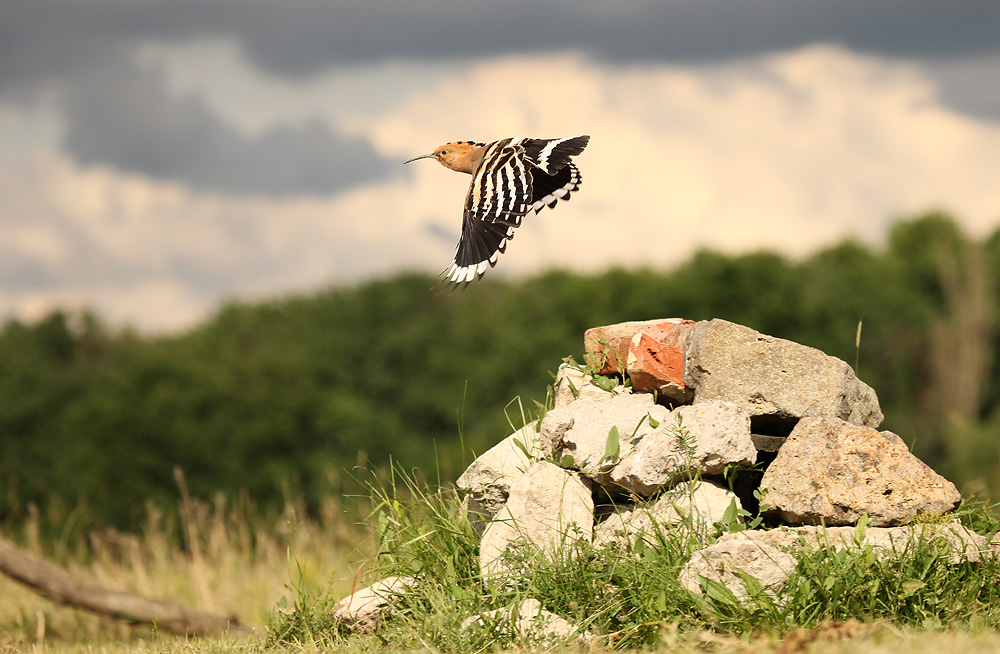 Hop - Hoopoe