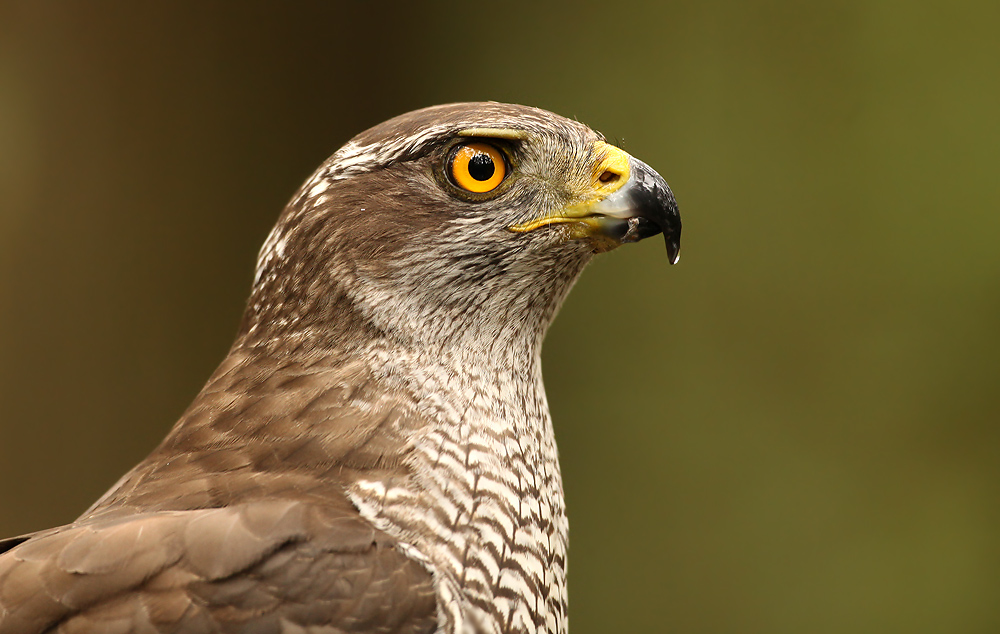 Havik - Goshawk