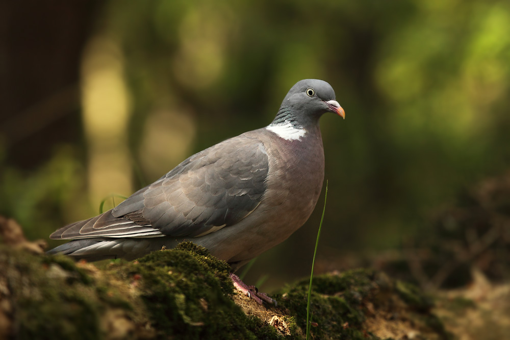 Houtduif - Wood Pigeon