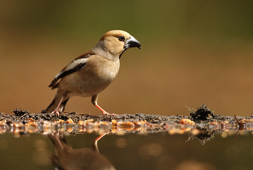 Appelvink - Hawfinch