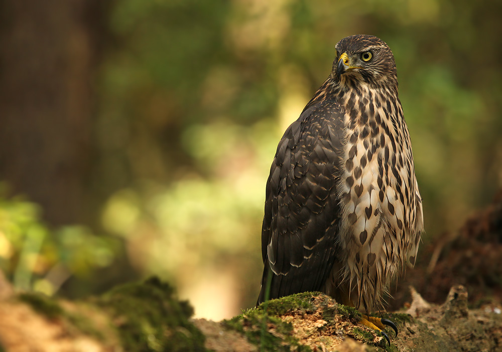 Havik - Goshawk (Juvenile)