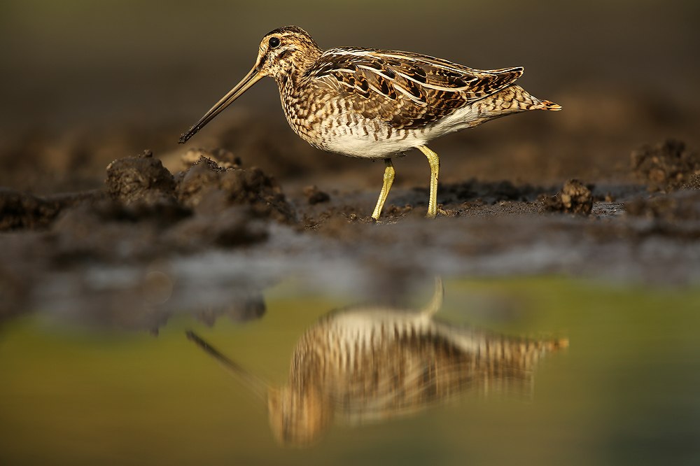 Watersnip - Snipe