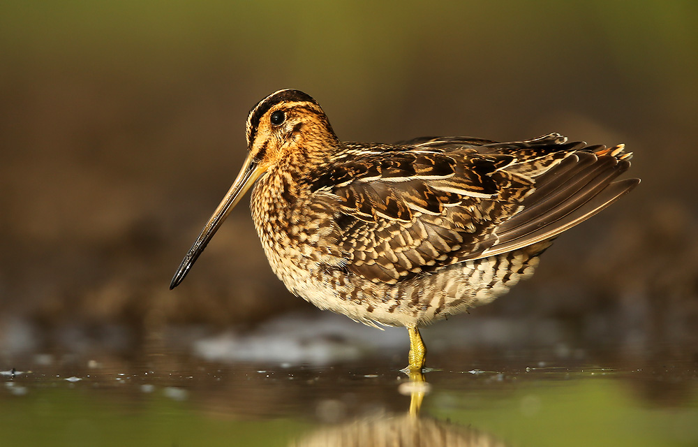 Watersnip - Snipe