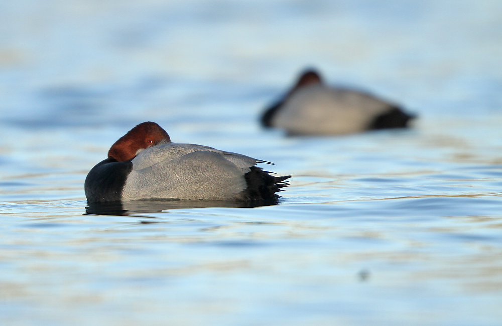 Tafeleend - Common Pochard