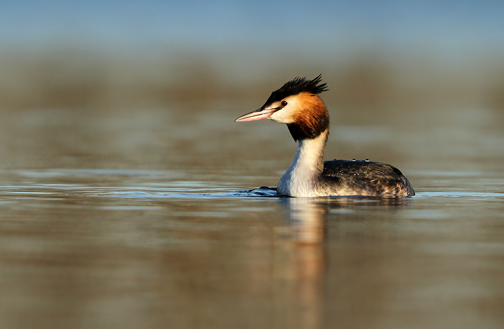 Fuut - Great Crested Grebe