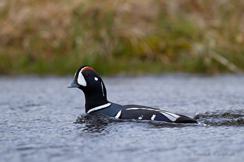  Harlequin Duck - Harlekijneend