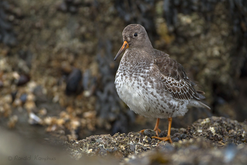 Paarse strandloper - Purple Sandpiper