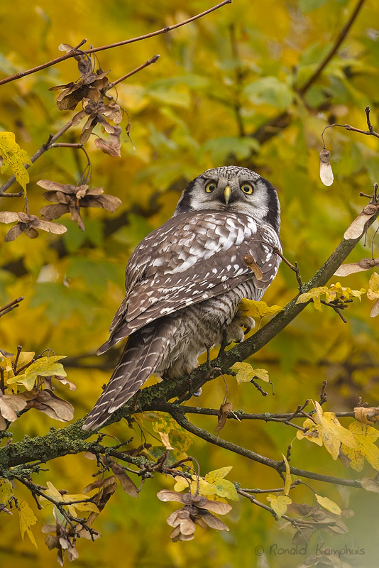 Northern Hawk Owl - Sperweruil