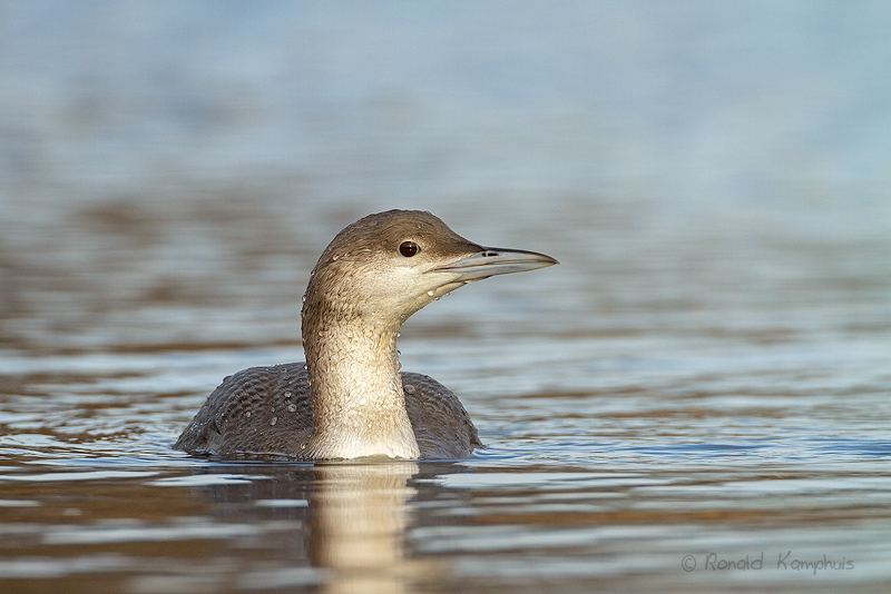 Black - throuted Loon - Parelduiker 