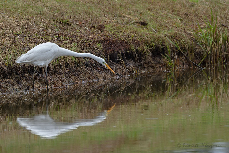 Great Egret - Grote zilverreiger 