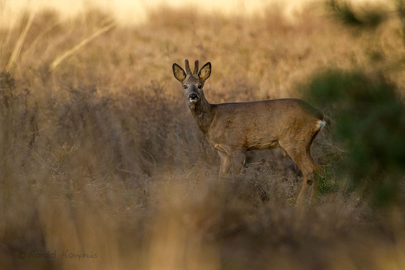 Roe Deer - Ree