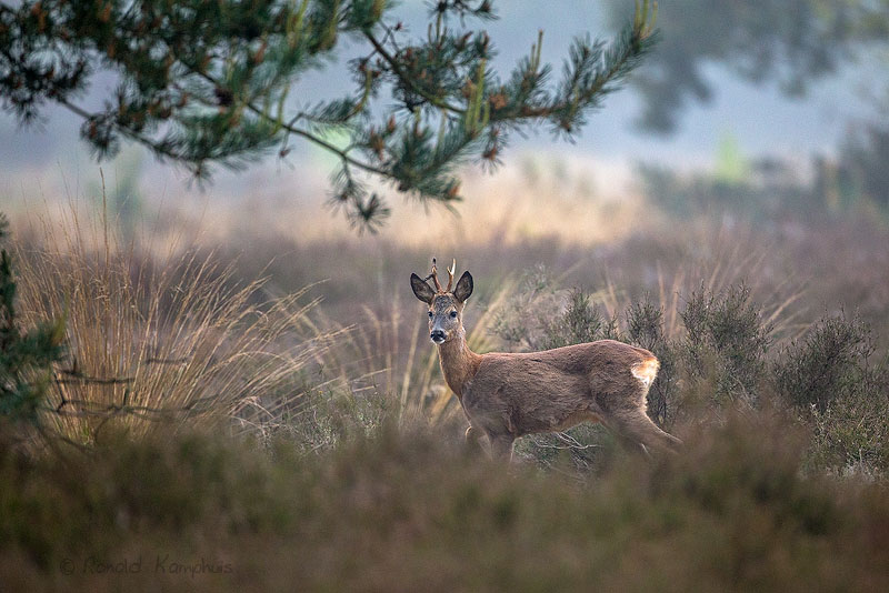 Roe Deer - Ree