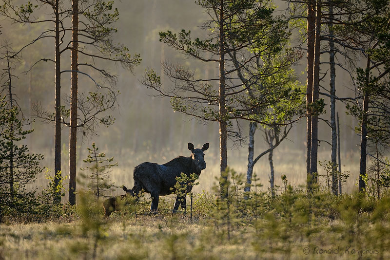 Moose - Eland 