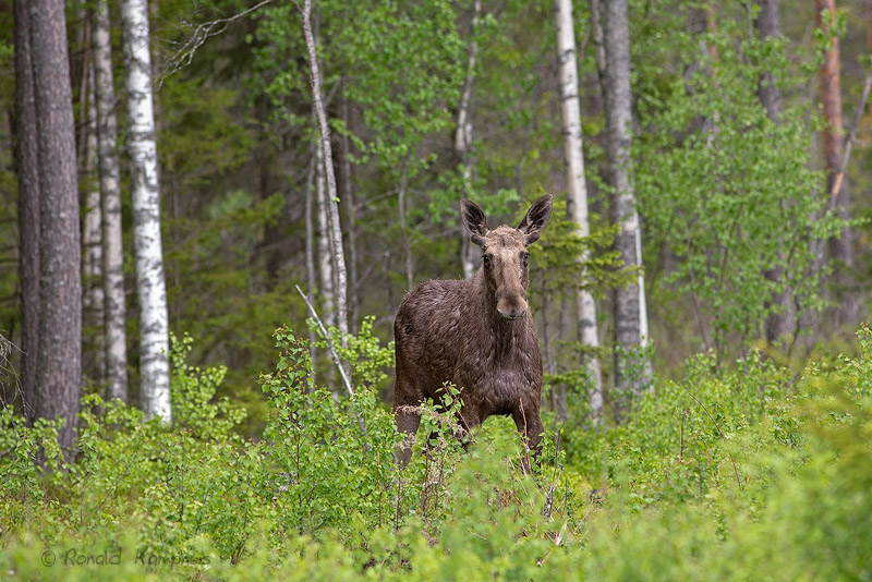 Moose - Eland 