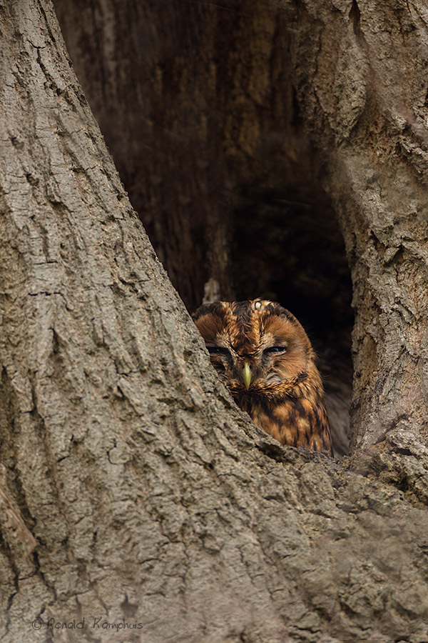 Tawny Owl - Bosuil 