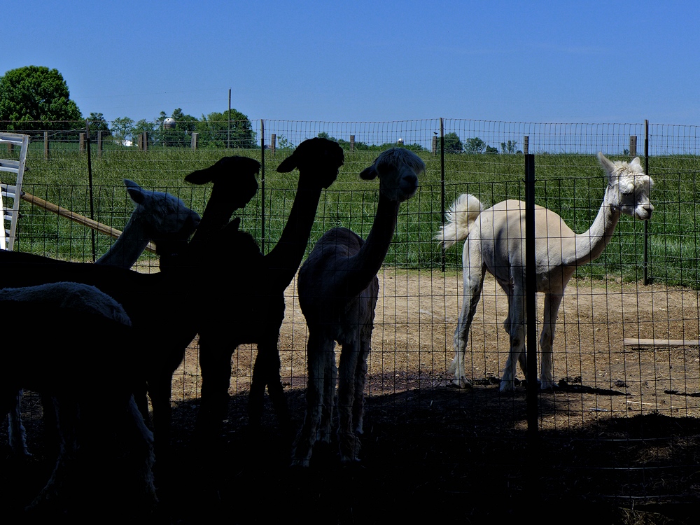 Alpacas - 2.jpg
