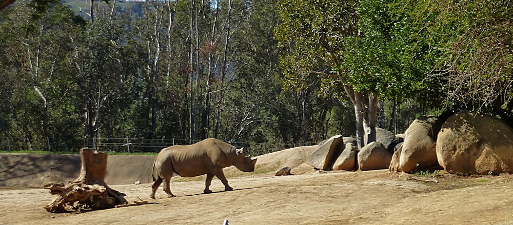 Rhinosaurus.jpg