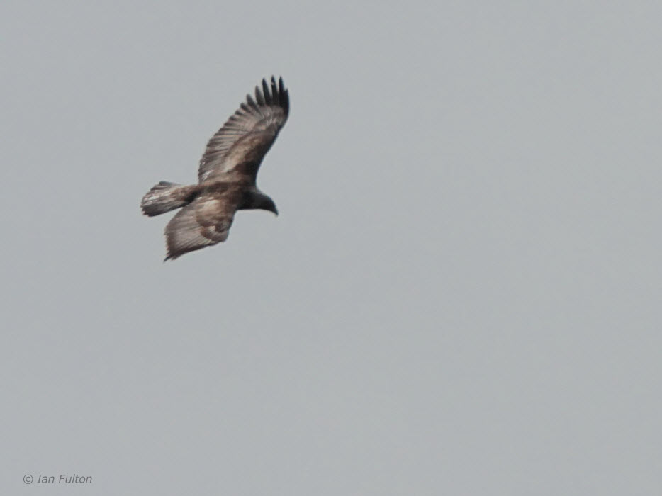 Golden Eagle, Benbecula