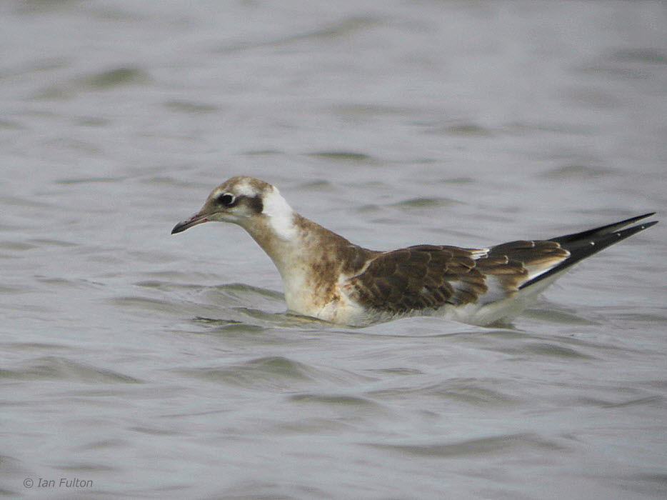 Black-headed Gull juvenile, Kilspindie, Lothian