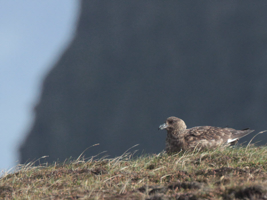 Great Skua and Sheep Rock, Fair Isle