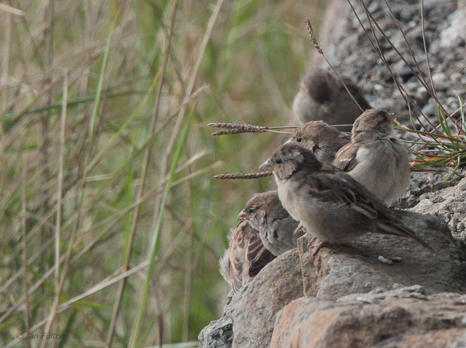 House Sparrow, Haroldswick, Unst, Shetland