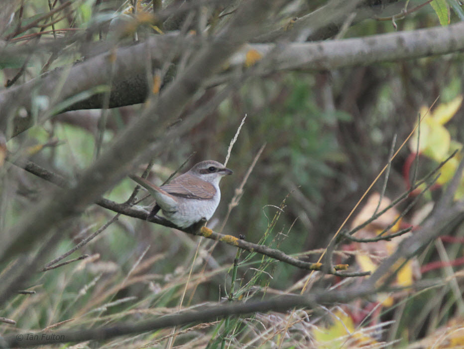 Red-backed Shrike, Cunningsburgh, Mainland, Shetland