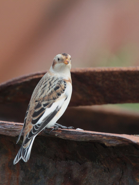 Snow Bunting, Skaw, Unst, Shetland