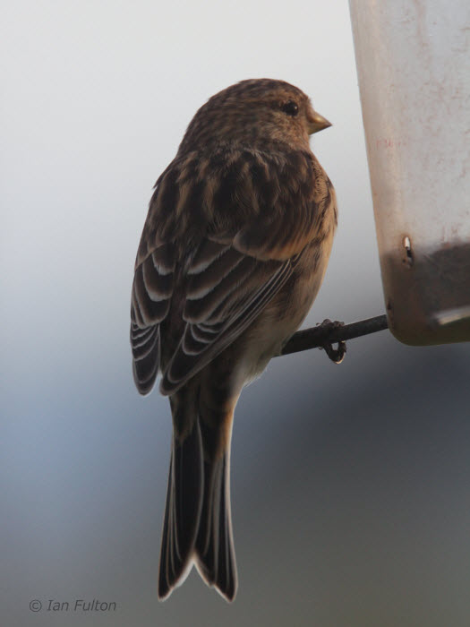 Twite, Fair Isle