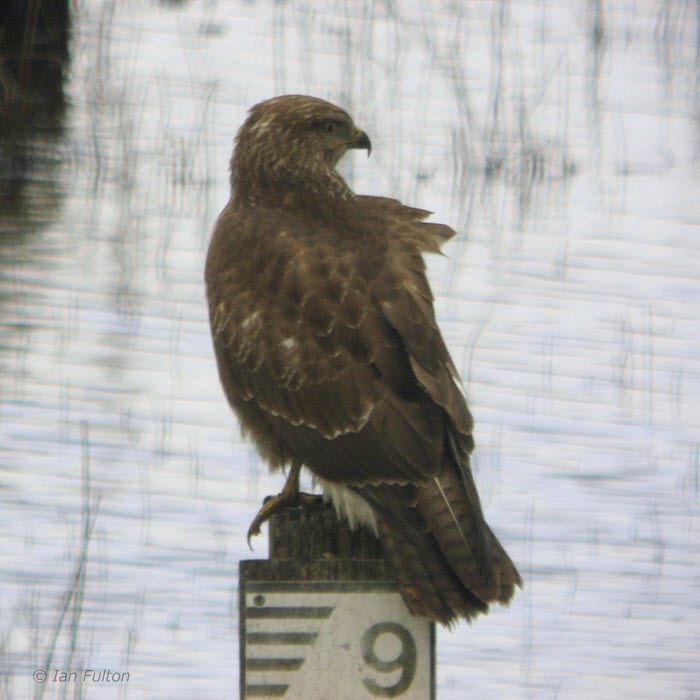 Common Buzzard, Lochwinnoch RSPB, Clyde