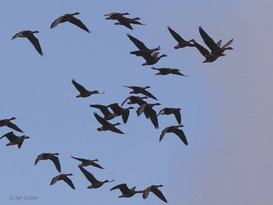 Greenland White-fronted Geese, Loch Lomond NNR, Clyde