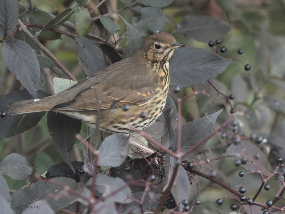 Song Thrush, Baillieston, Glasgow