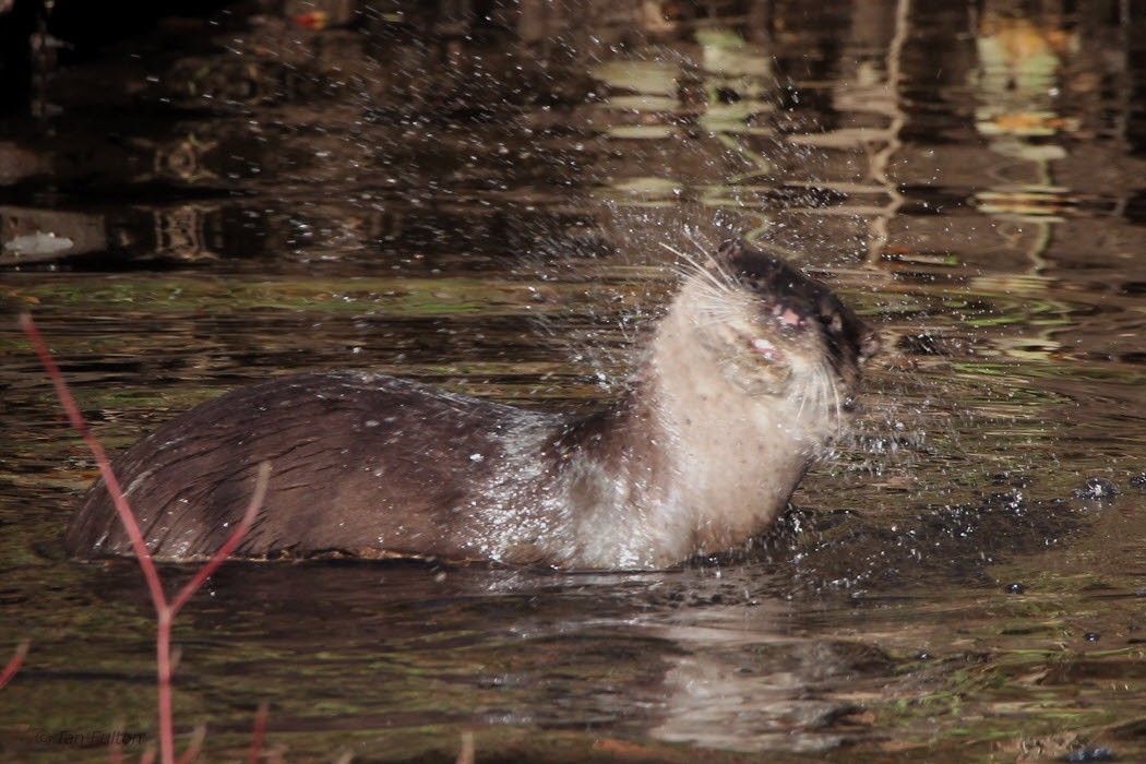 Otter, Linn Park, Glasgow