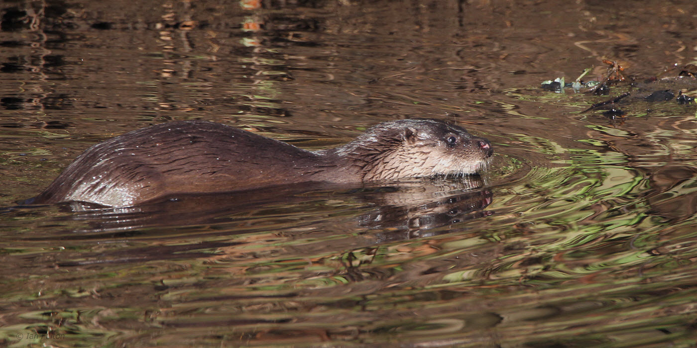 Otter, Linn Park, Glasgow