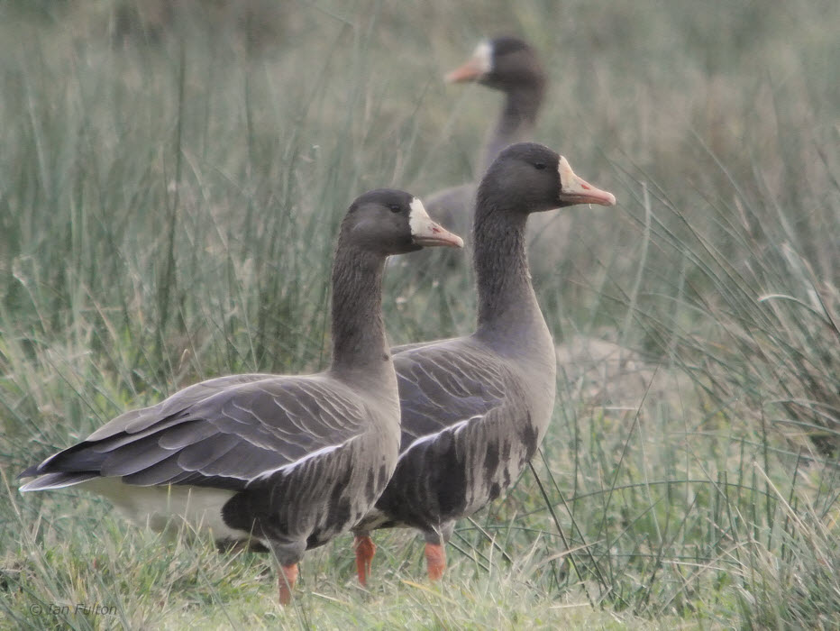 Greenland White-fronted Geese, Loch Lomond NNR, Clyde