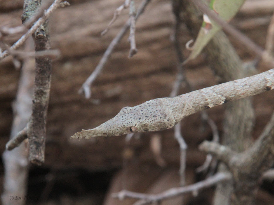 Madagascar Leaf-nosed Snake, Tsingy de Bemaraha, Madagascar